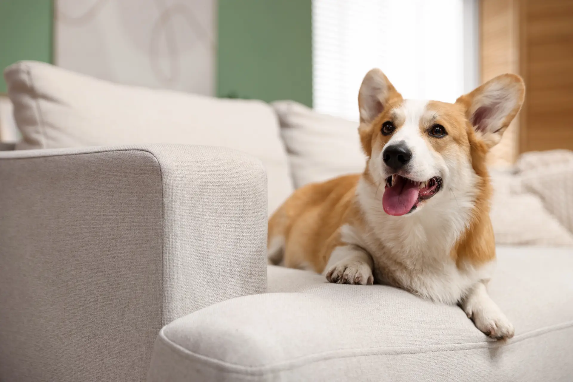 Cómo elegir una alarma para casa con mascotas
